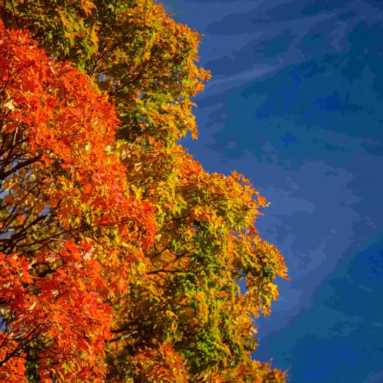  Tree with leaves changing in fall